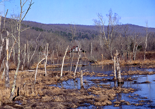 Boxely Swamp2 by Curtis J Neeley Jr Boxely Swamp2 by Curtis J Neeley Jr